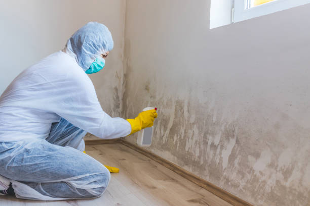 Licensed Mold Remediation service in McGuire AFB, NJ - 24 Hour Mold Removal