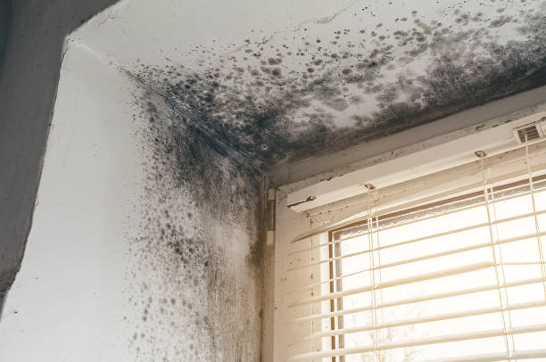 Affordable Mold Remediation solutions in McGuire AFB, NJ